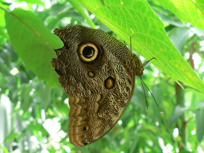 Okaz z Parku Motyli