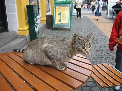 Kotek w stolicy