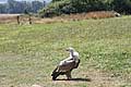 Griffon Vulture (Sęp)