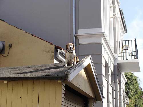 Pies na dachu
