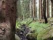 Tajemniczy las Almindingen