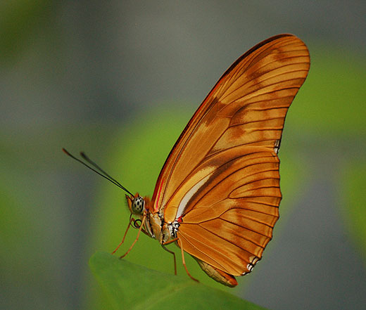 Piękny motyl